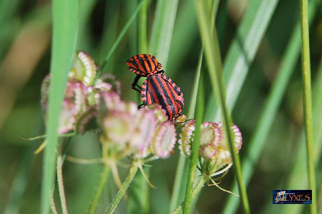 graphosoma italico in accoppiamento su ombrellini pugliesi.JPG